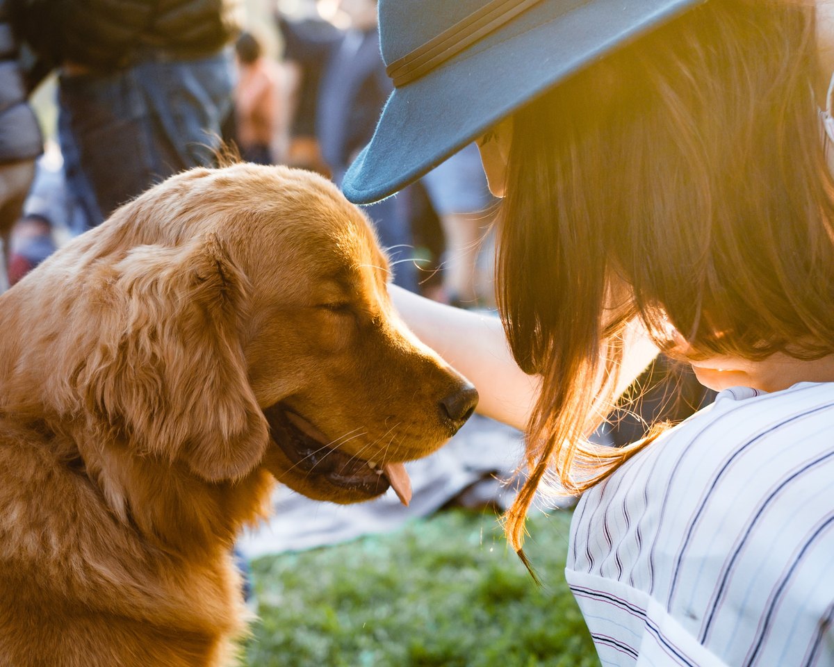 Golden retriever in the pet-friendly area